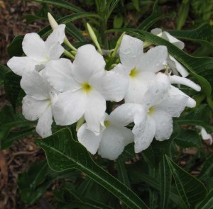 Plumeria pudica