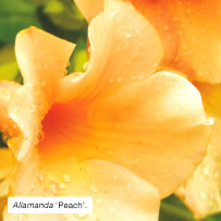 Allamanda 'Peach'